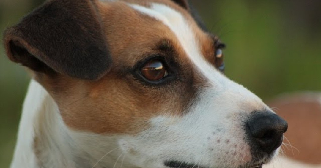 Jack Russell de pelo corto