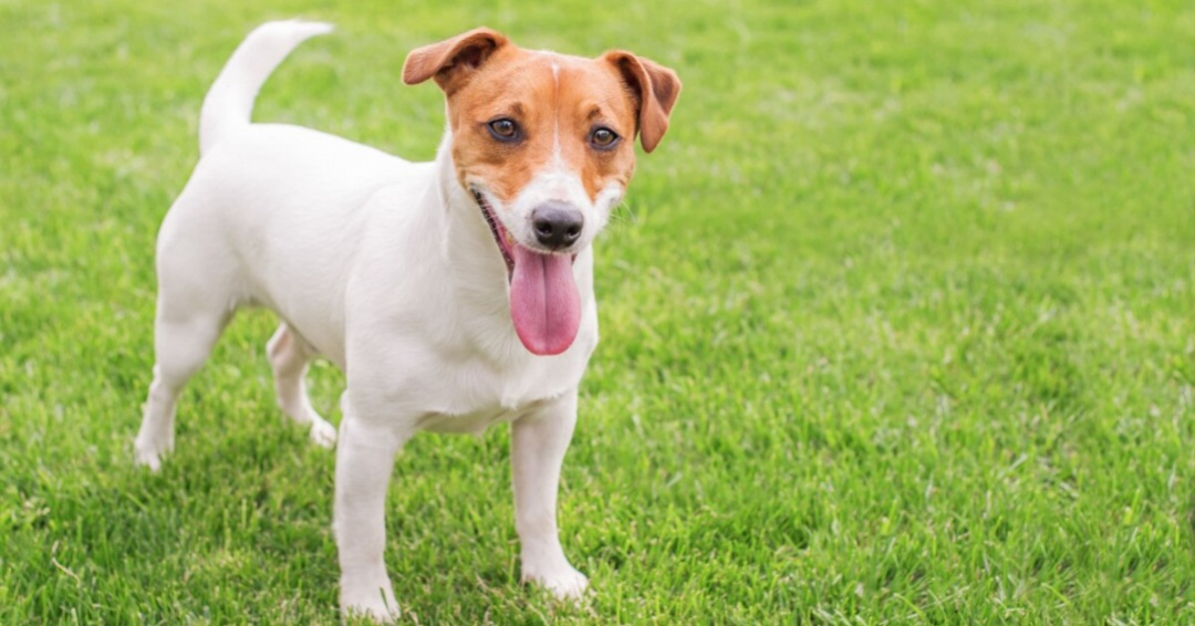 Jack Russell de pelo corto