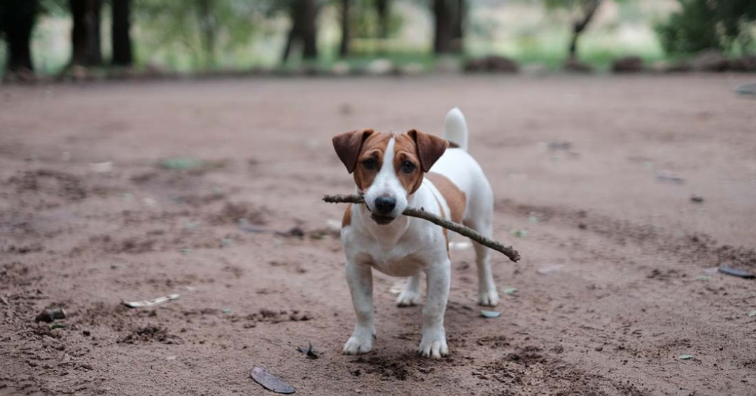 Jack Russell de pelo corto