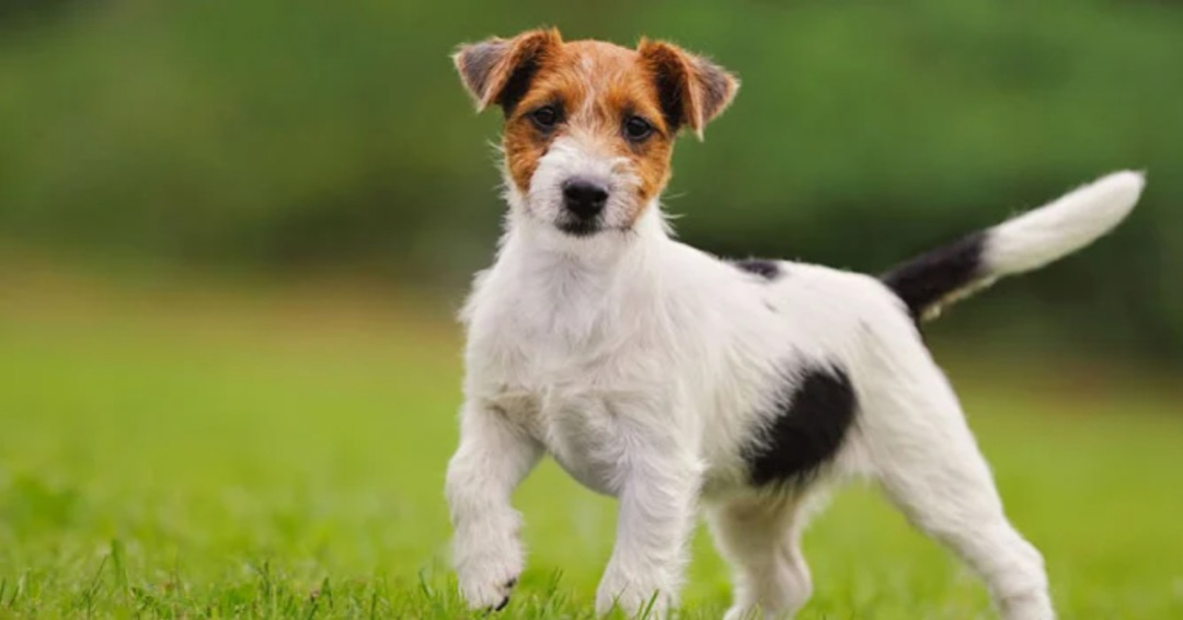 Jack Russell de pelo largo