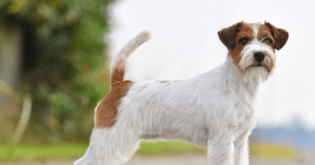 Jack Russell de pelo largo