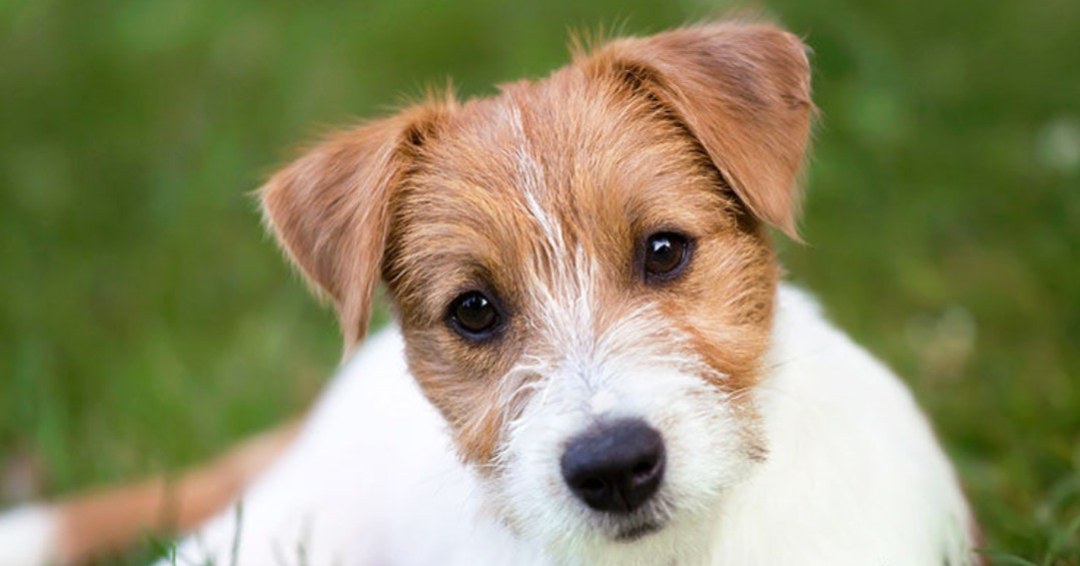 Jack Russell de pelo largo