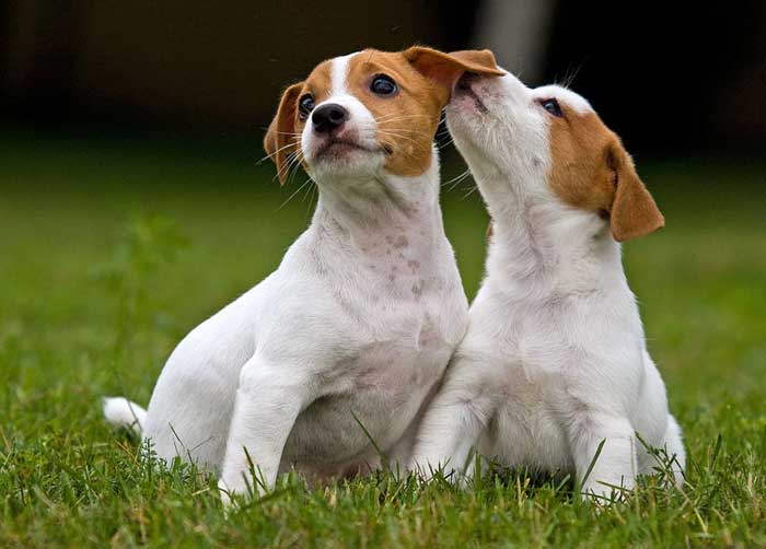 imagen de Jack Russell