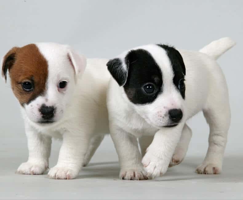 imagen de Jack Russell