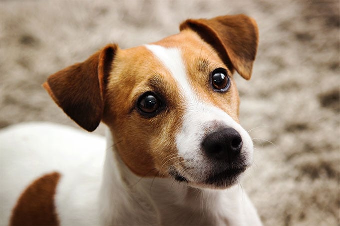 imagen de Jack Russell