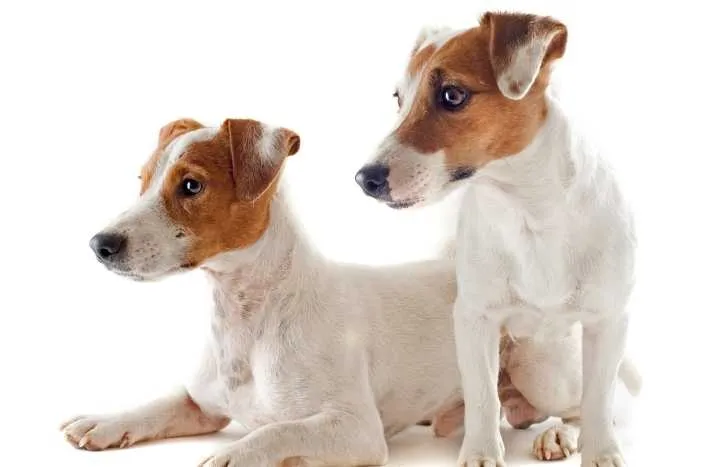 imagen de Jack Russell