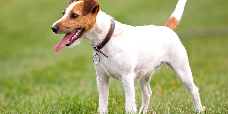 imagen de Jack Russell