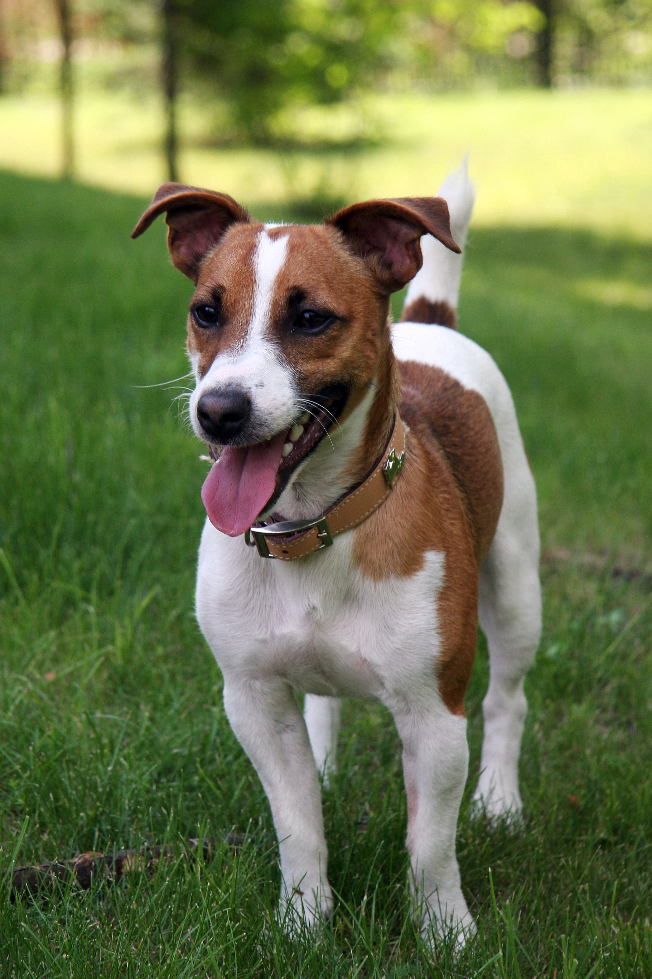 imagen de Jack Russell