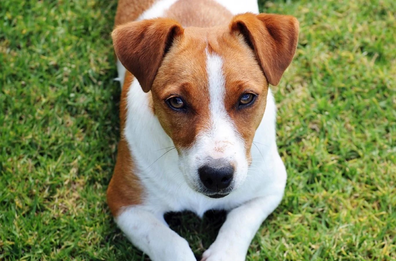 imagen de Jack Russell